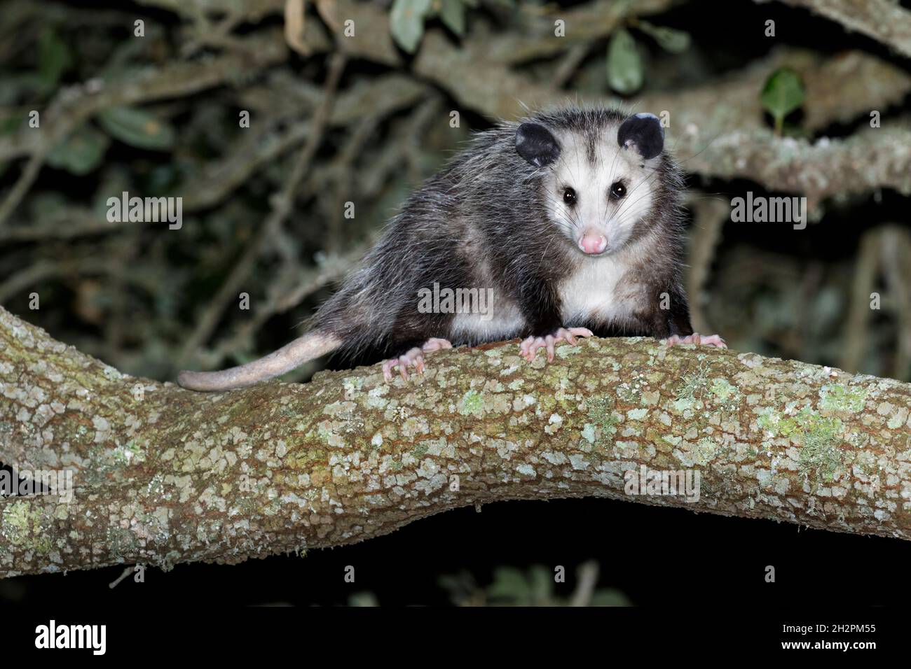 Virginia opossum (Didelphisvirginiana) in einem Baum in der Nacht, Galveston, Texas, USA. Stockfoto