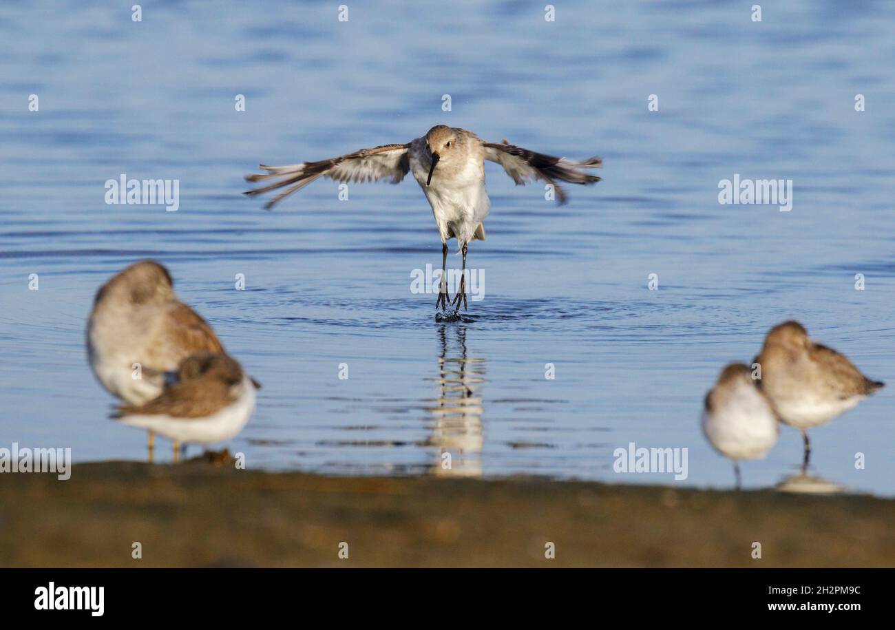 Dunlin (Calidris alpina) im Winter schüttelt das Gefieder nach dem morgendlichen Bad im Gezeitenmarsch Wassertropfen aus den Federn, Galveston, Texas, USA. Stockfoto