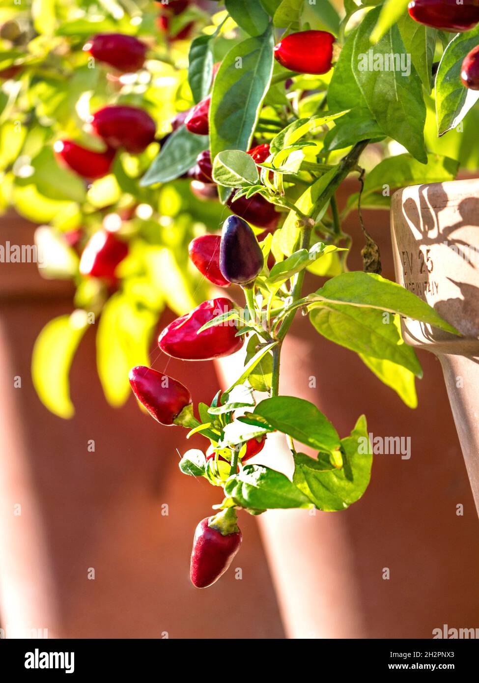 Chili Pepper 'Loco' Chilis Terracotta in sonnigen hellen Gewächshaus F1