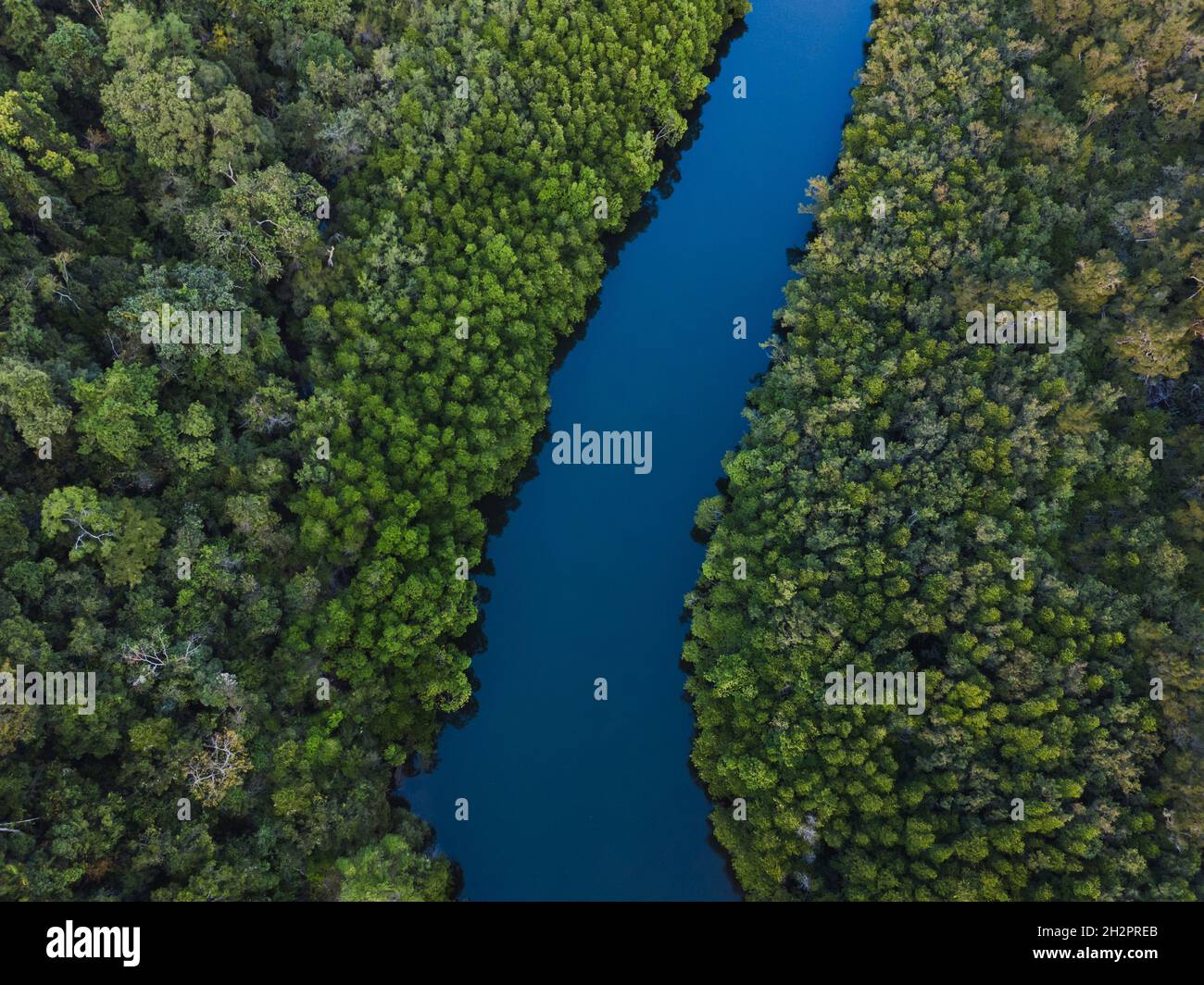 Luftaufnahme des Flusses im Dschungelwald in Asien, wunderschöne Naturlandschaft von oben, von oben nach unten Stockfoto