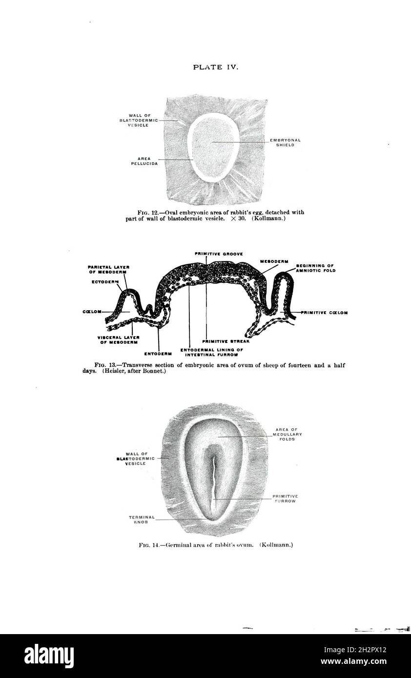Anatomie zeichnung schaf -Fotos und -Bildmaterial in hoher Auflösung ...