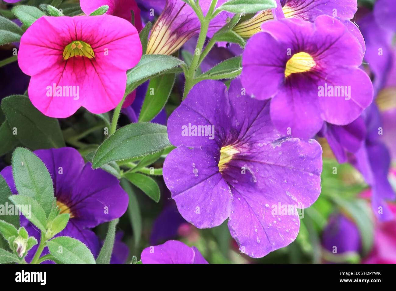 Makro von leuchtend rosa lila Million Bell Blumen Stockfoto