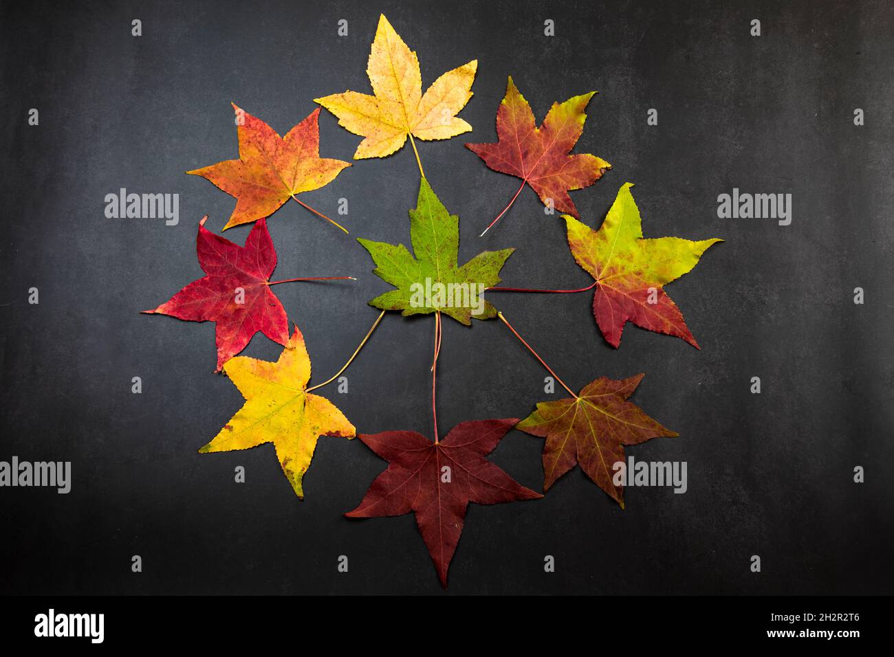 Herbsttöne, bunte Herbstahornblätter auf schwarzem Hintergrund, Draufsicht Stockfoto