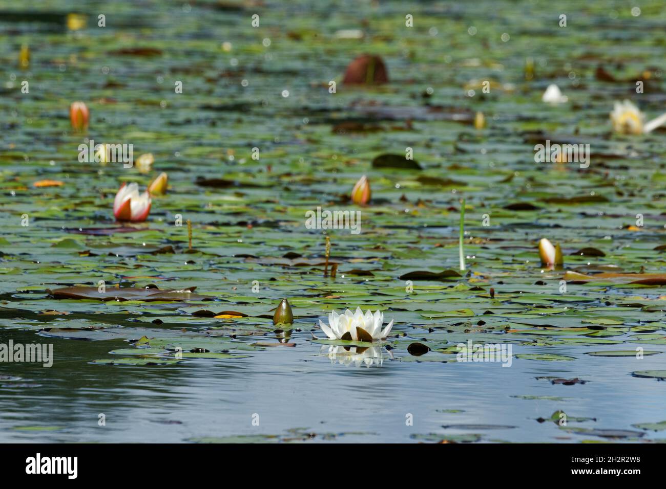 Weiße Wasserlilys mit Seerosen wachsen in Feuchtgebieten. Quebec, Kanada. Stockfoto