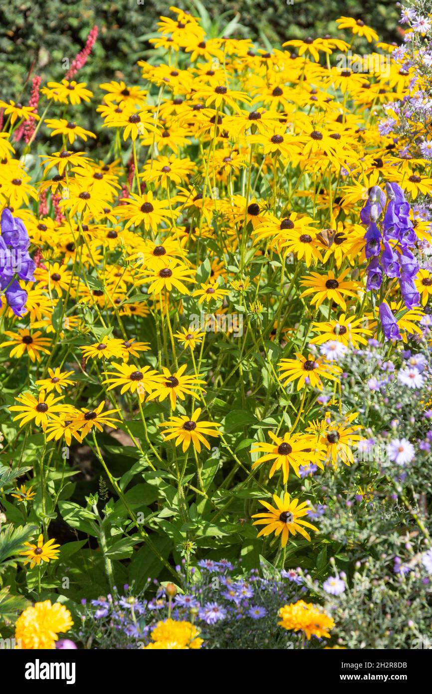 Black-Eyed-susans (Rudbeckia) Blumen, Pembroke Lodge Gärten, Richmond Park, Borough of Richmond upon Thames, Greater London, England, Vereinigtes Königreich Stockfoto