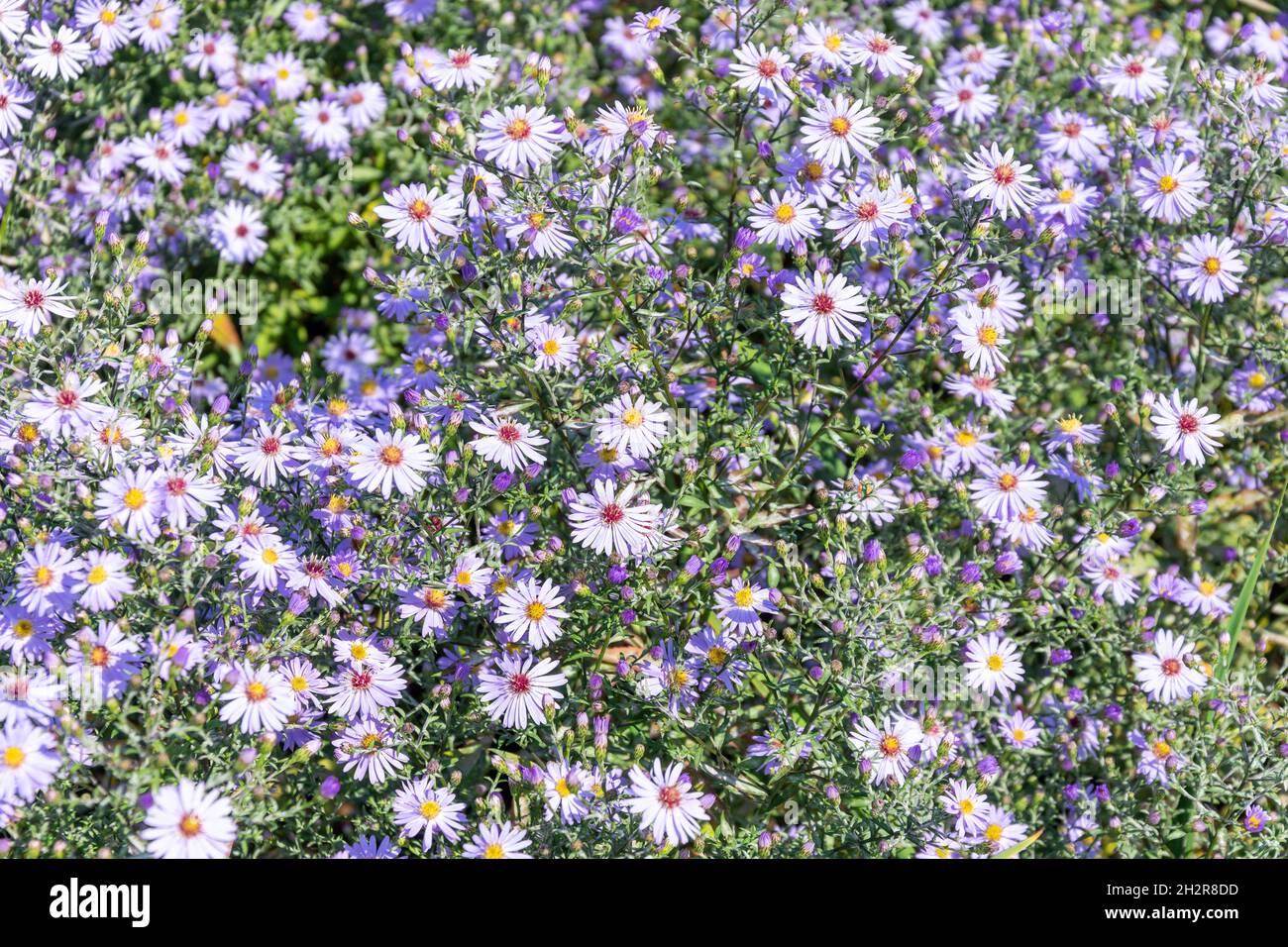 Aster Amellus Purple Flowers, Pembroke Lodge Gardens, Richmond Park, London Borough of Richmond upon Thames, Greater London, England, Vereinigtes Königreich Stockfoto