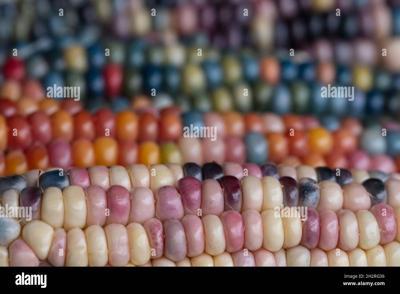 Makrofoto von Zea Mays Edelstein-Glas-Maiskolben mit regenbogenfarbenen Körnern, gewachsen auf einer Zuteilung in London, Großbritannien. Stockfoto