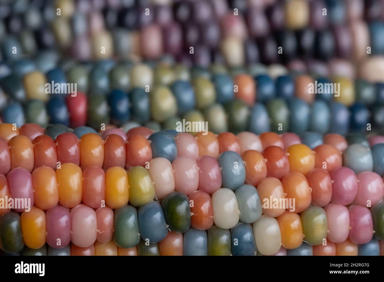 Makrofoto von Zea Mays Edelstein-Glas-Maiskolben mit regenbogenfarbenen Körnern, gewachsen auf einer Zuteilung in London, Großbritannien. Stockfoto