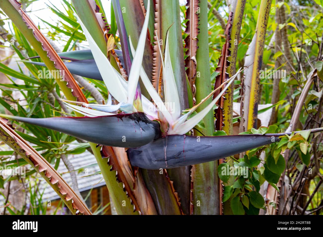 Strelitzia nicolai, riesiger weier Paradiesvogelpflanze oder wilde  Bananenpflanze mit Nahaufnahme einer weien Blume, Strnde im Norden von  Sydney, NSW, Australien Stockfotografie - Alamy