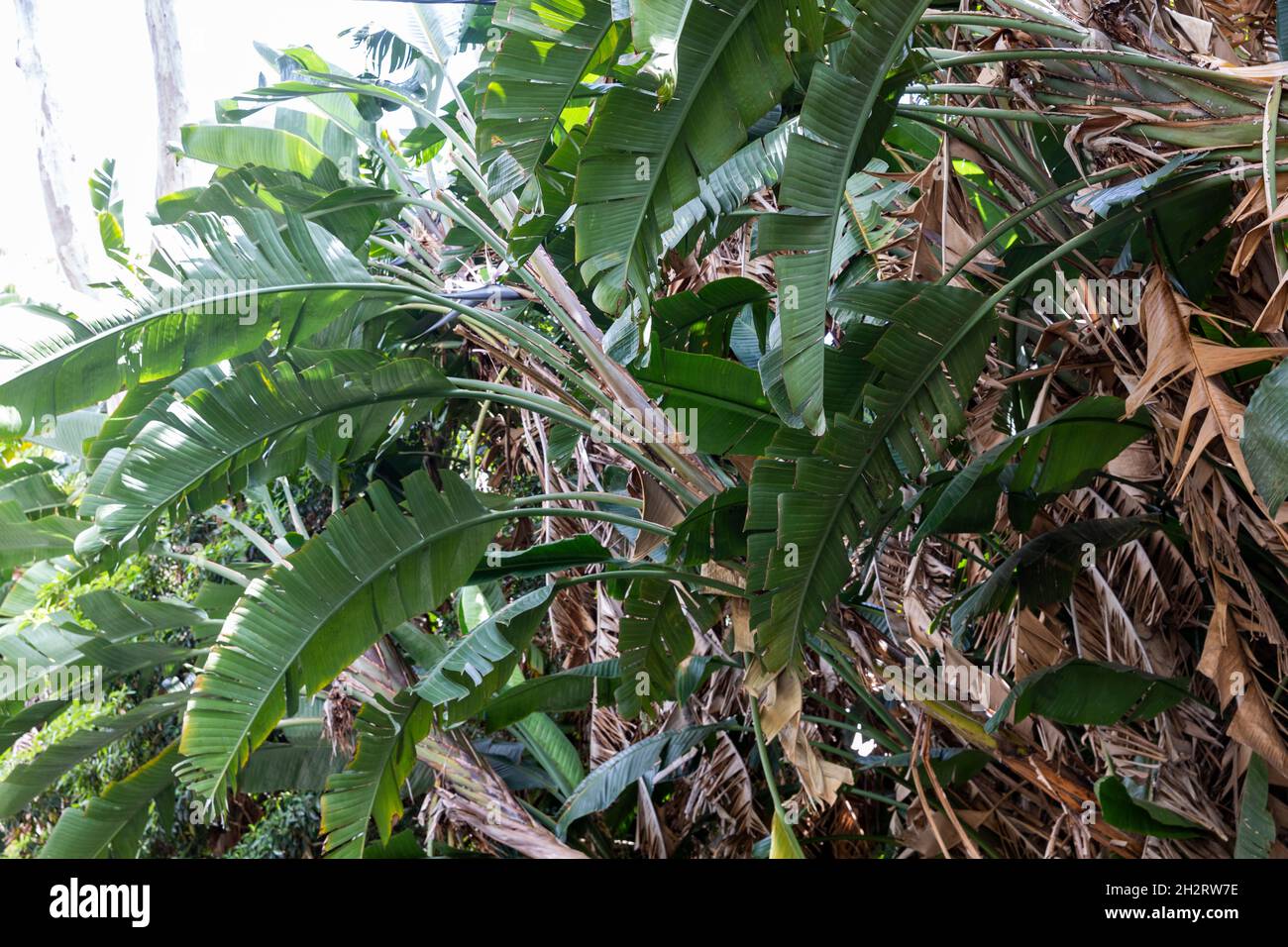 Riesenvögel des Paradieses oder wilde Bananenpflanze, strelitzia nicolai, in einem Sydney Garten, NSW, Australien an einem Frühlingstag Stockfoto