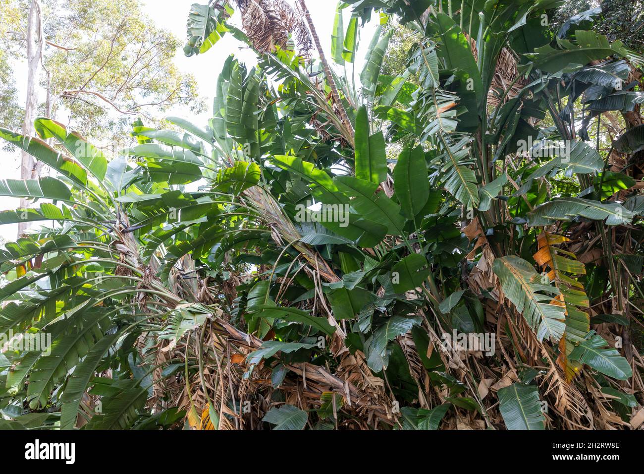 Riesenvögel des Paradieses oder wilde Bananenpflanze, strelitzia nicolai, in einem Sydney Garten, NSW, Australien an einem Frühlingstag Stockfoto