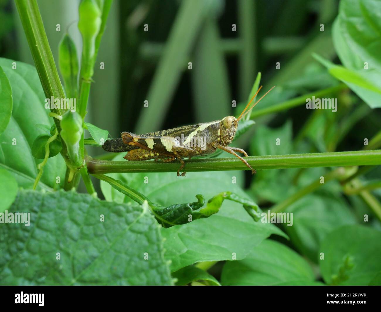 Bombay Heuschrecke auf Baum mit natürlichem grünen Hintergrund, Heuschreckeninsekten in Thailand Stockfoto