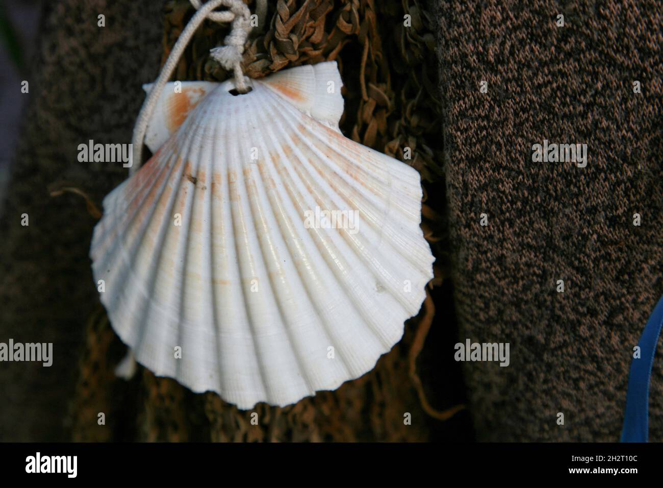 FRANKREICH. PYRENEES-ATLANTIQUES (64). COQUILLE SAINT JACQUES, SYMBOL DES PILGERWEDES NACH SAINT JACQUES DE COMPOSTELA Stockfoto