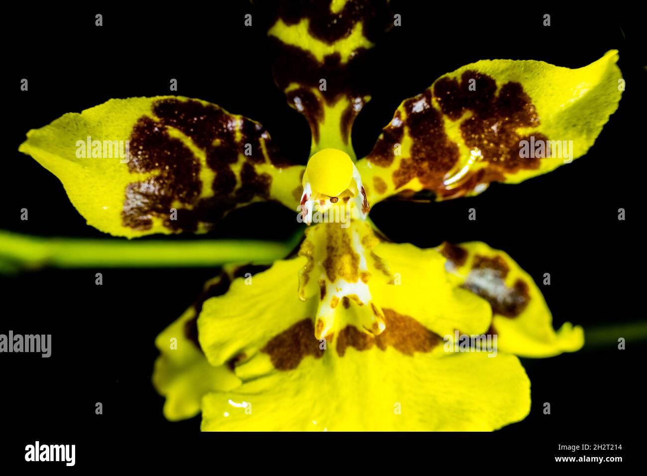 Blume genannt Kandyan Tänzerorchidee oder Oncuduyn Sphacelatum Stockfoto