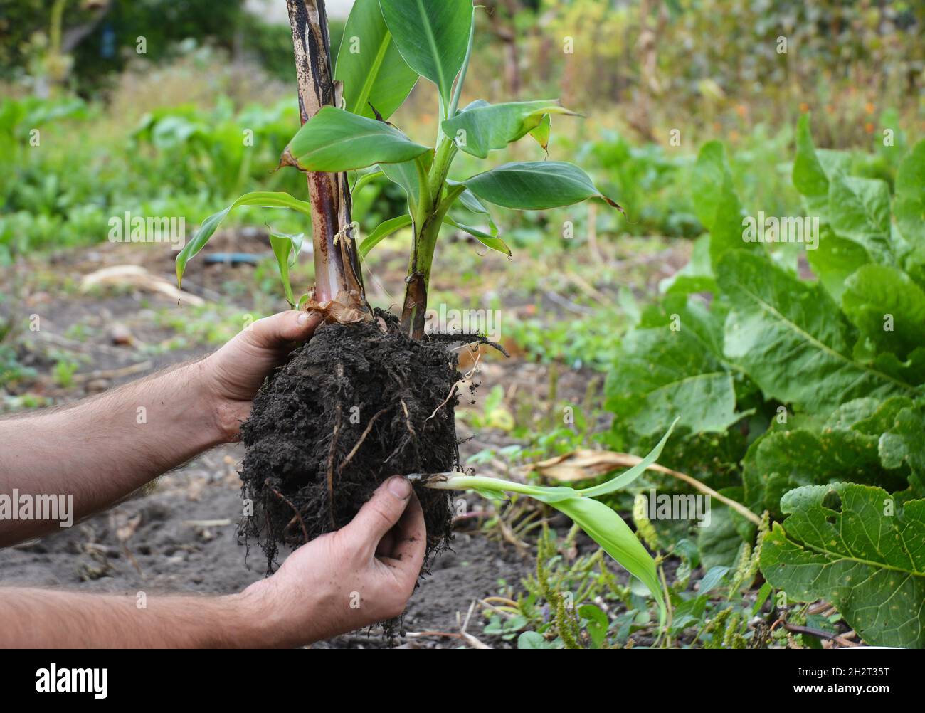 Ein Blumenhändler verpflanzt sich und propagiert eine Zwerg-Cavendish-Banane. Stockfoto