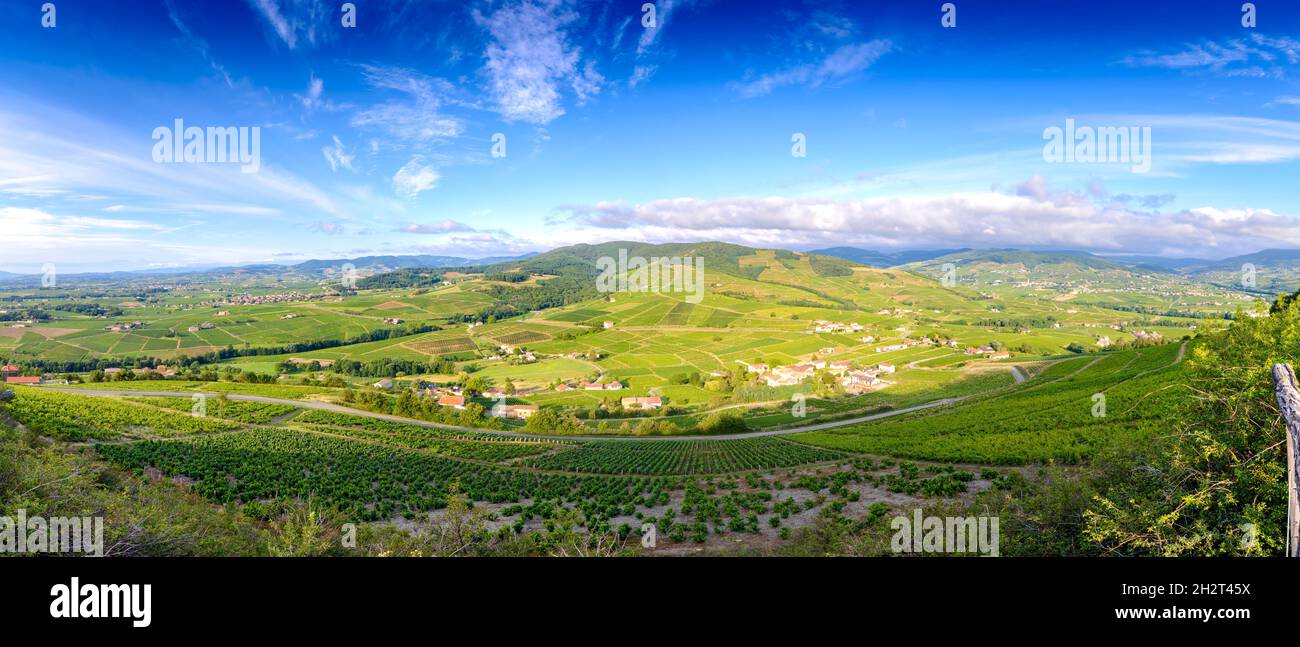 Vue panoramique sur les vignes autour du Mont Brouilly par un matin ensoleillé. Beaujolais, Frankreich Stockfoto