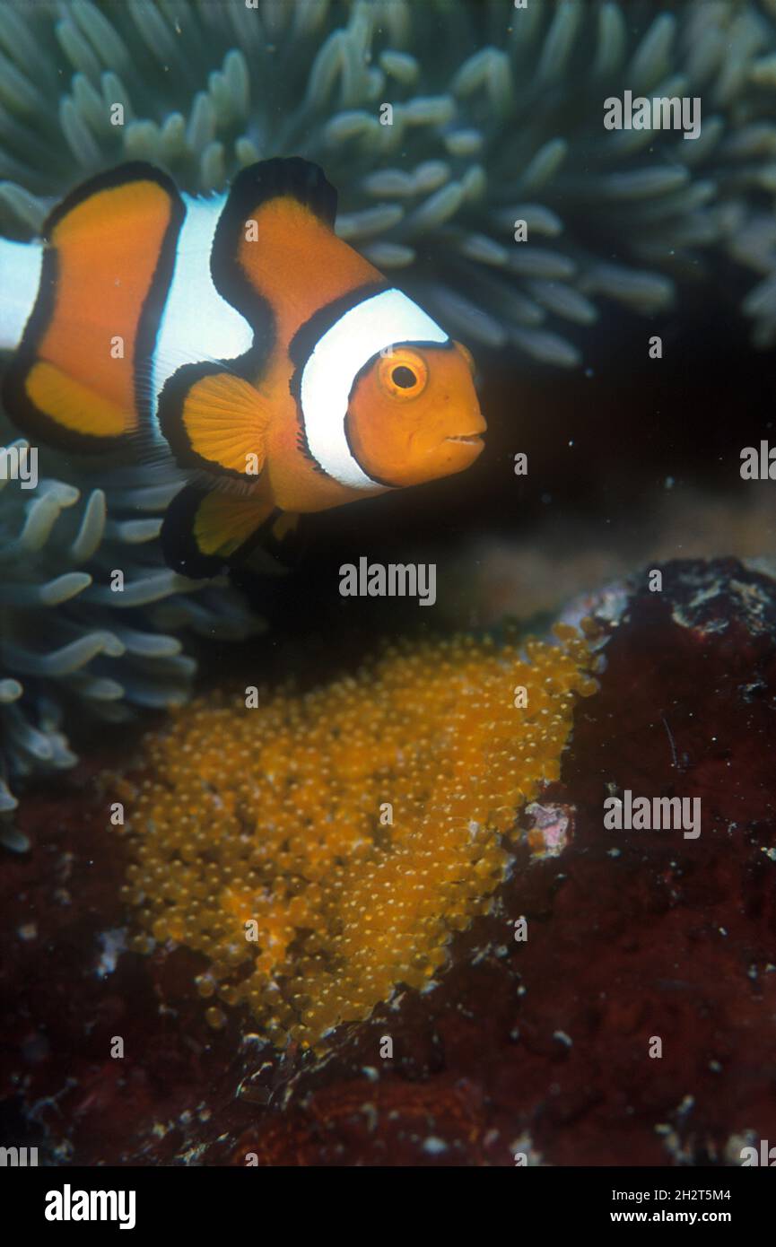 Clown Anemonefish, Amphiprion percula, in Anemone, Heteractis sp, mit Eiern, Ribbon Eel Reef, Tufi, Cape Nelson, Oro, Papua-Neuguinea Stockfoto