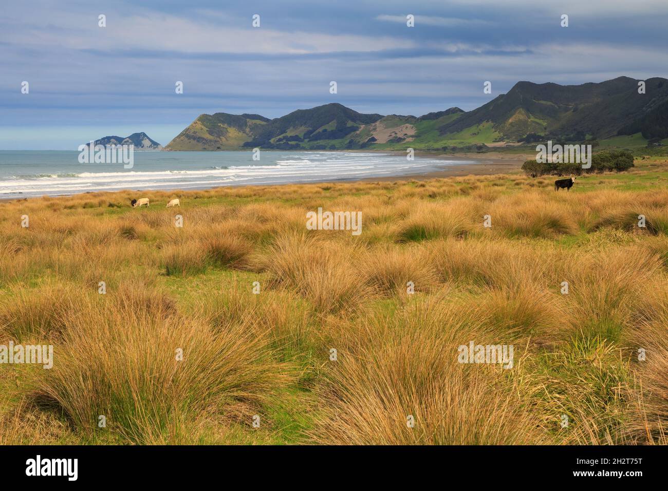 East Cape, der östlichste Punkt Neuseelands. Kühe grasen am Strand. Dahinter liegt das Kap selbst und Whangaokeno / East Island Stockfoto