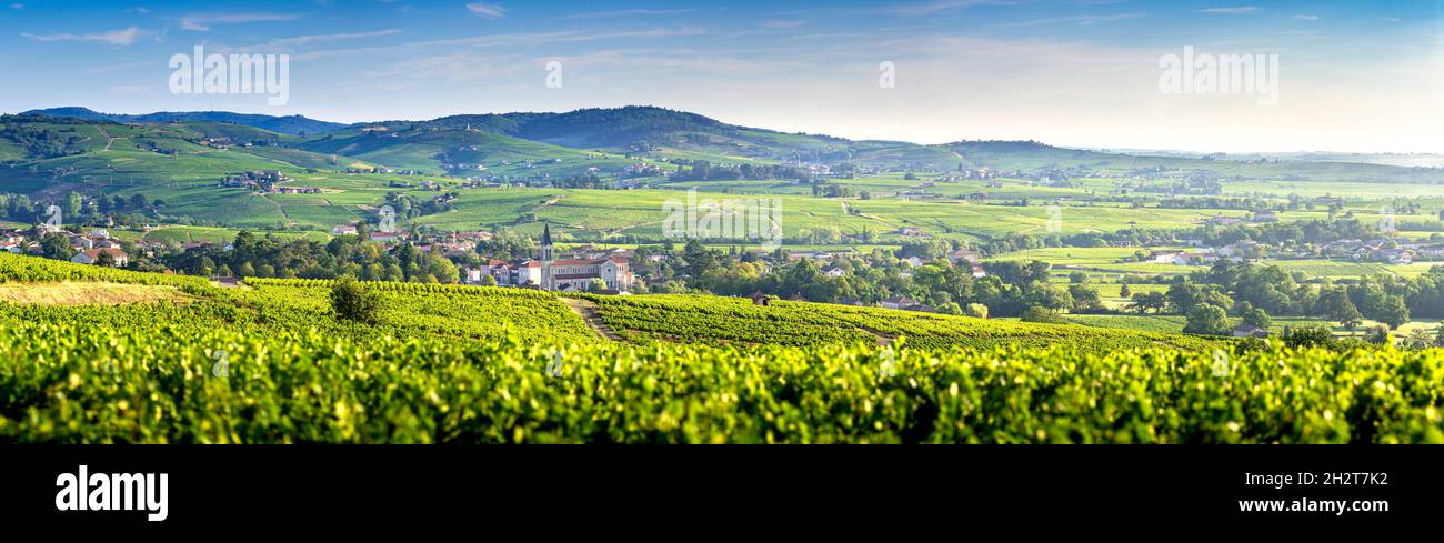Vue panoramique du paysage et des vignobles du Beaujolais, Fleurie Chiroubles Chénas Villié-Morgon, Frankreich Stockfoto