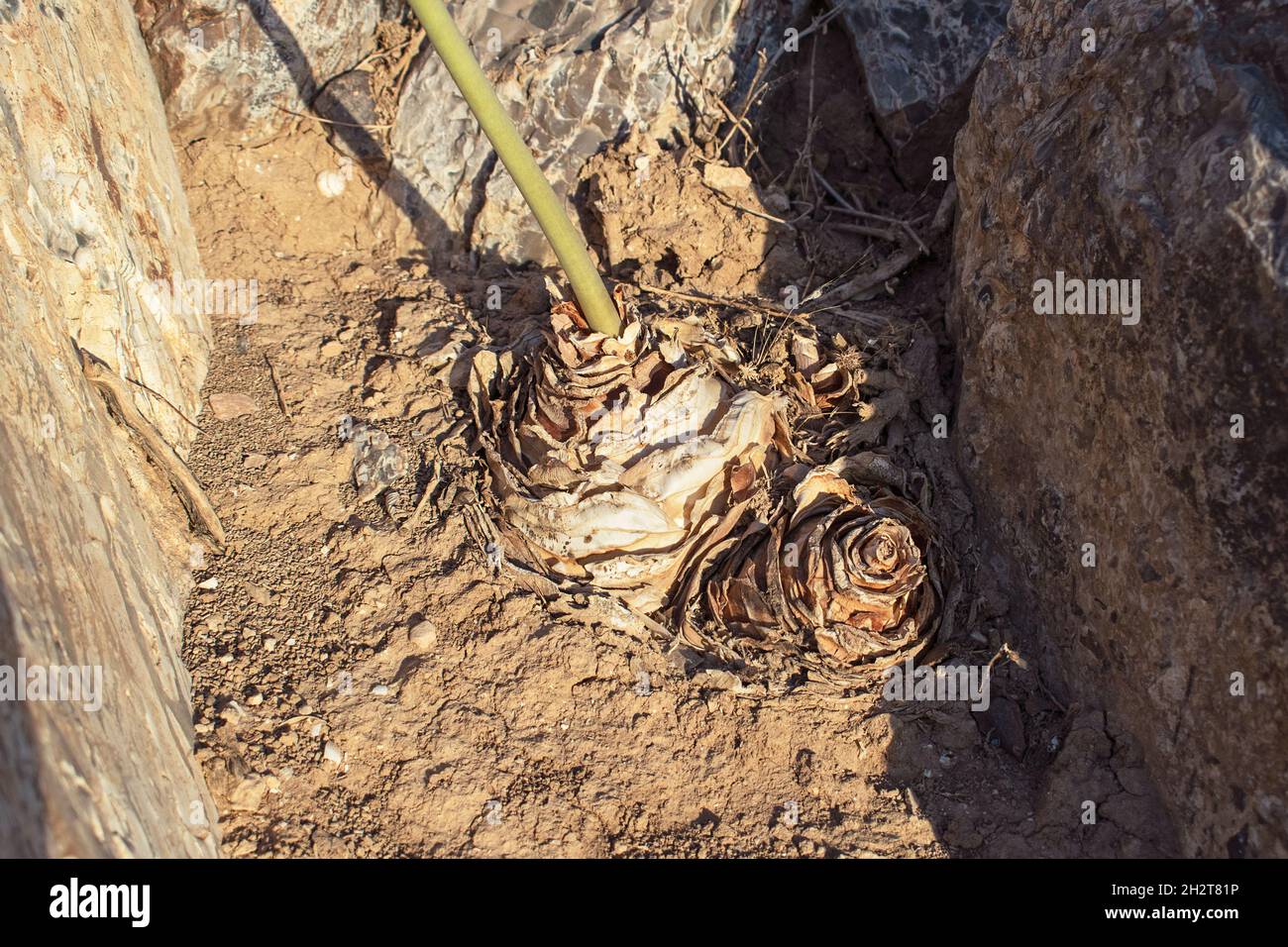 Zwei mediterrane Meersquill-Drimia maritima-Birnen und ein Blütenstiel, der zwischen Feuerstein- und Edelsteinbrocken in der Negev-Wüste überlebt und gedeiht Stockfoto