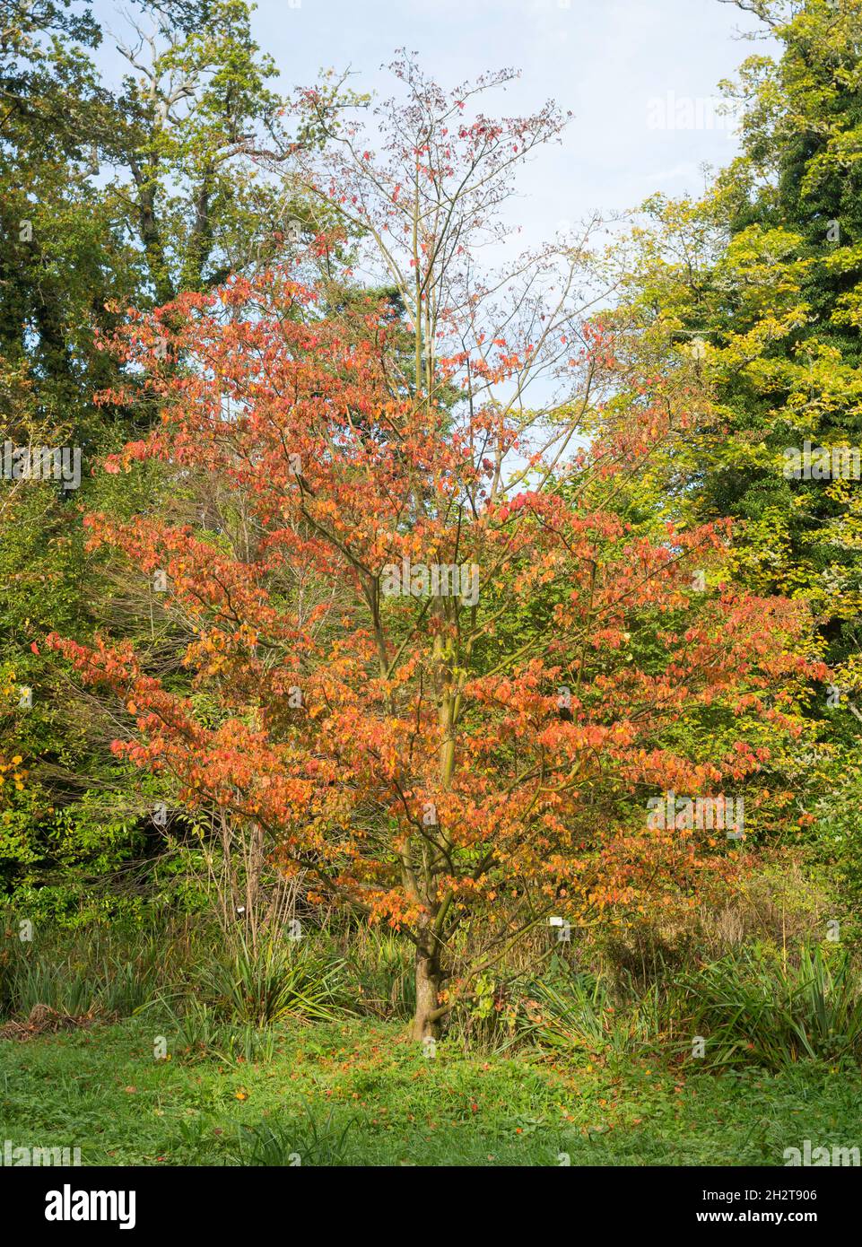 Herbstansicht von Acer Rufinerve der Schlangenrinde-Ahornbaum, England, Großbritannien Stockfoto