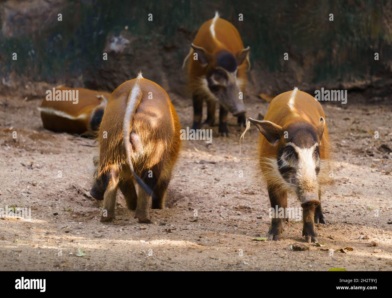 Red River Hog im Zoo Stockfoto