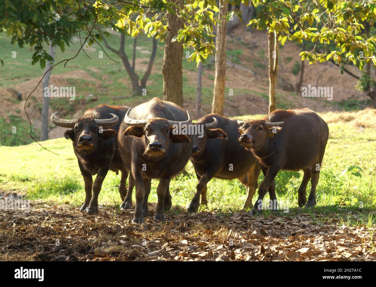 Gruppe von Wasserbüffeln im Zoo Stockfoto