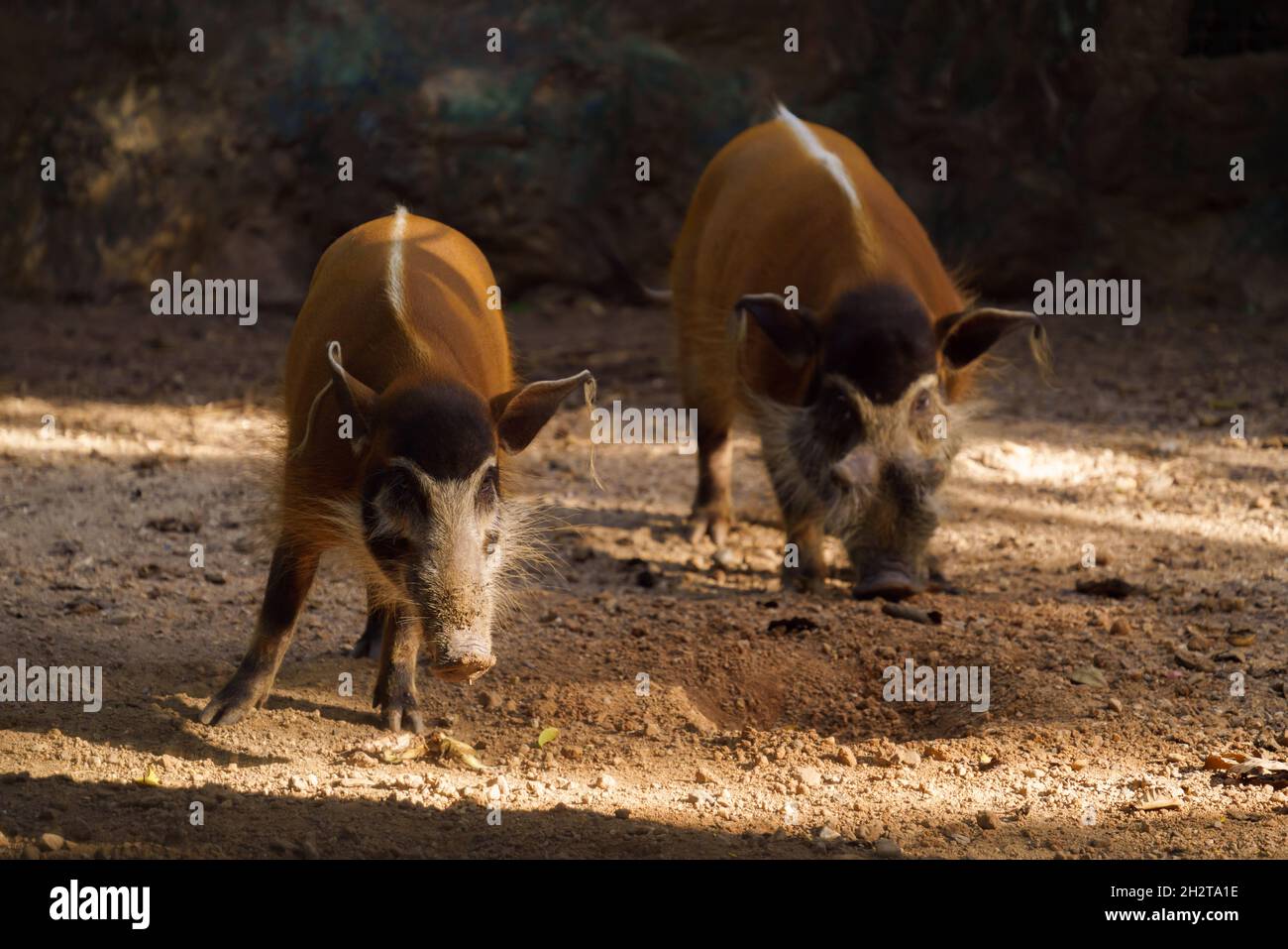 Red River Hog im Zoo Stockfoto