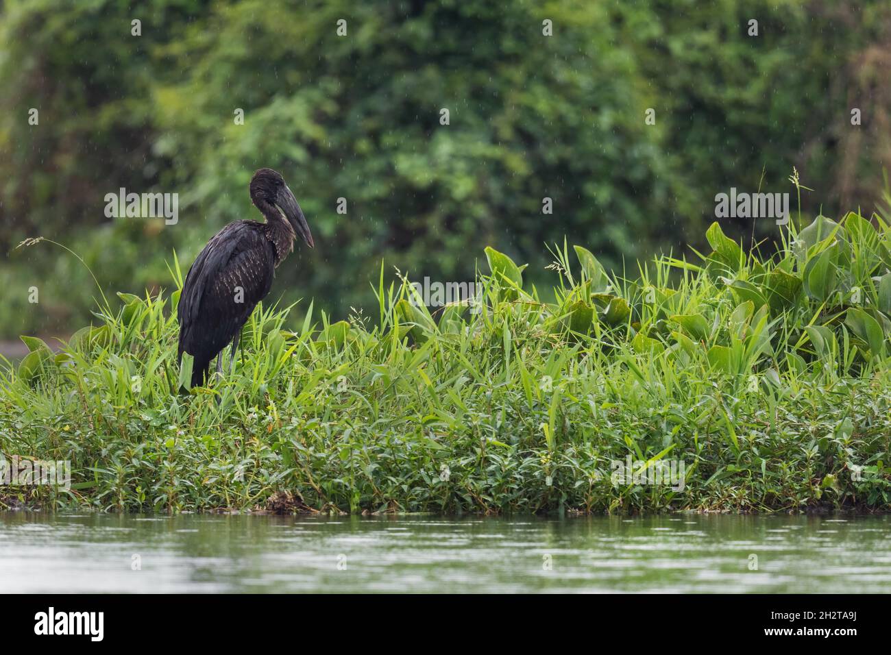 African Openbill - Anastomus lamelligerus, Schwarzstorch aus afrikanischem Süßwasser und Grasland, Queen Elizabeth National Park, Uganda. Stockfoto