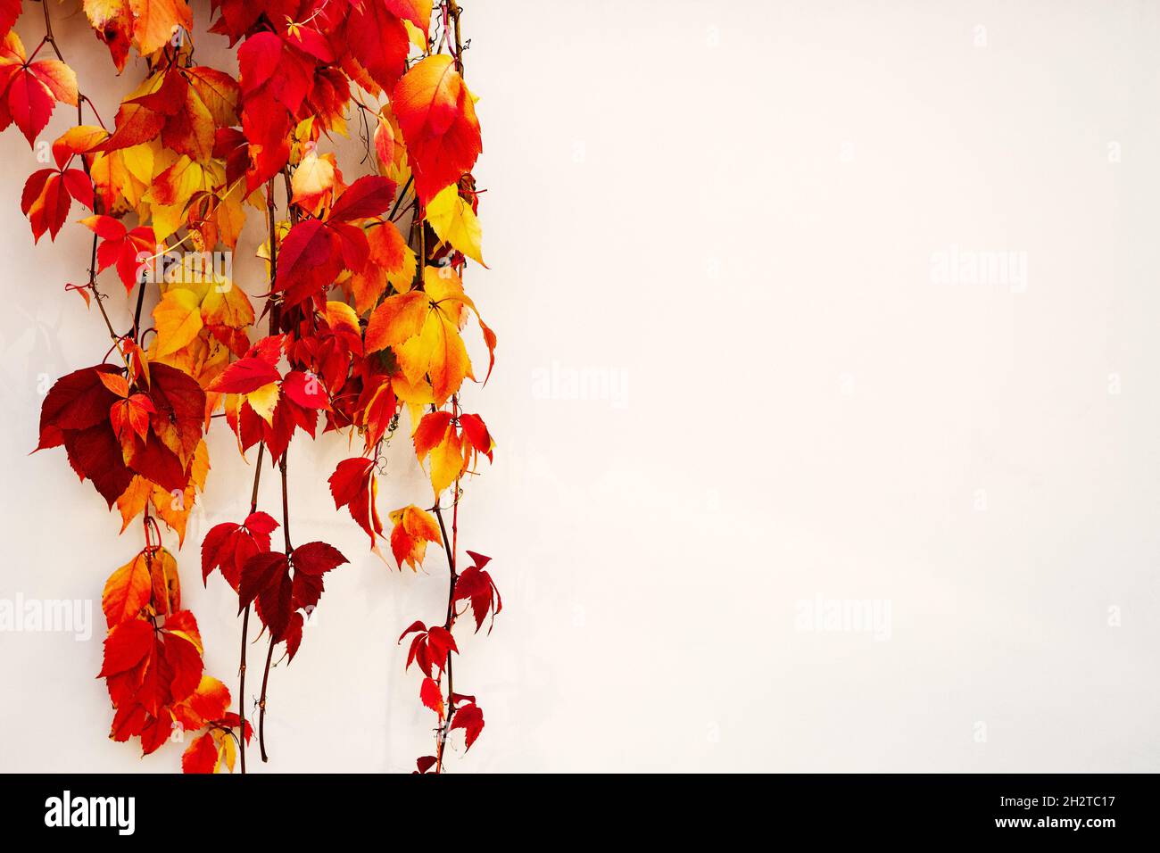 Rote Rebe, die vor einer weißen Wand fällt Stockfoto