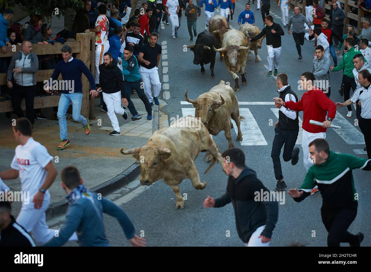 Tafalla, Spanien. Oktober 2021. Bullen laufen beim ersten Lauf der Bullen vor der Ranch Prieto de la Cal in den Straßen der Stadt.nach eineinhalb Jahren Haft, die die Regierung während der Pandemie von Covid 19 Verbot, Kulturshows abzuhalten. Der erste Lauf der Bullen-Schau fand in Tafalla, im Zentrum von Navarra, statt. (Foto von Elsa A Bravo/SOPA Images/Sipa USA) Quelle: SIPA USA/Alamy Live News Stockfoto