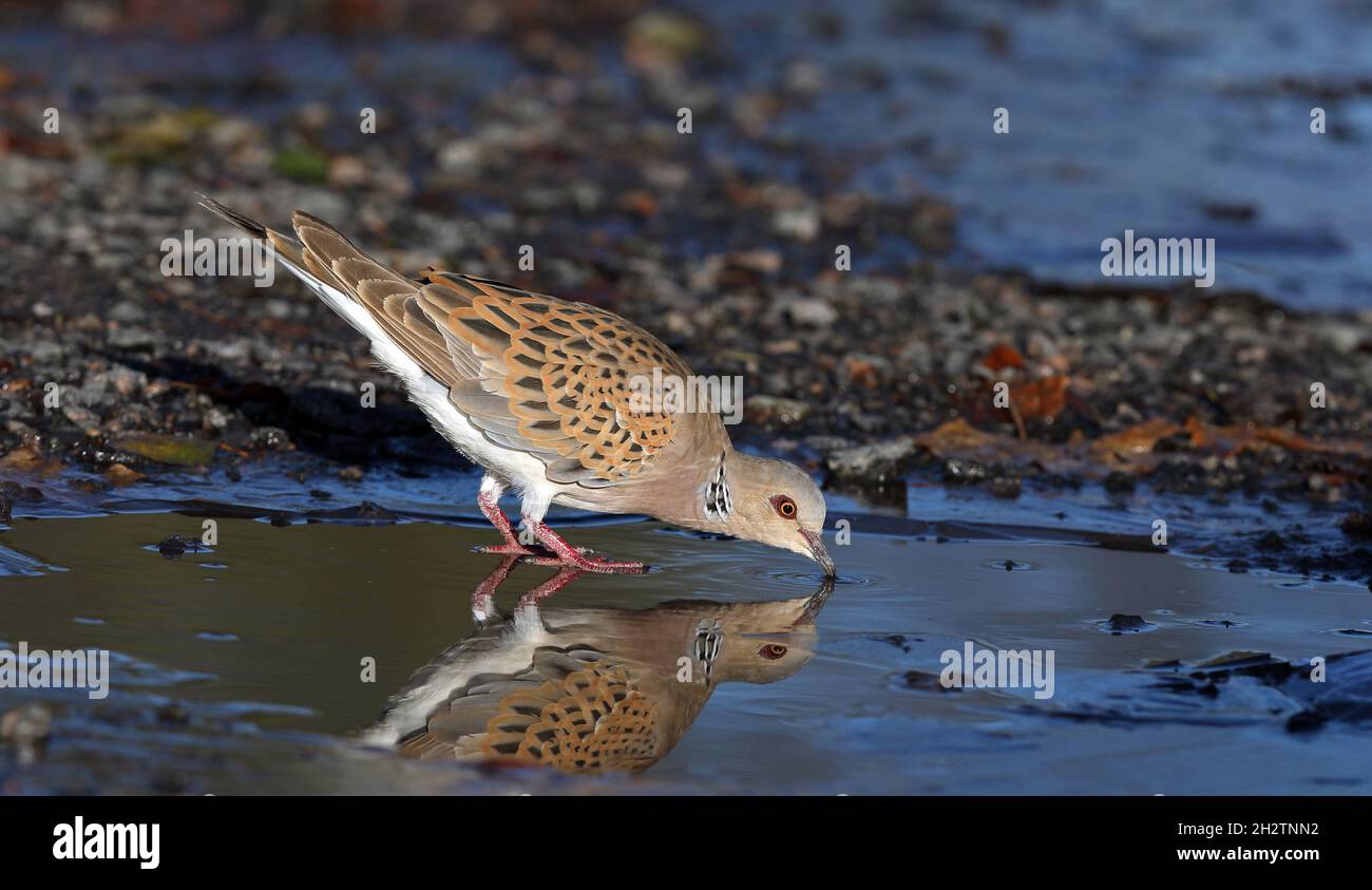 Trinkwasser für europäische Turteltauben Stockfoto