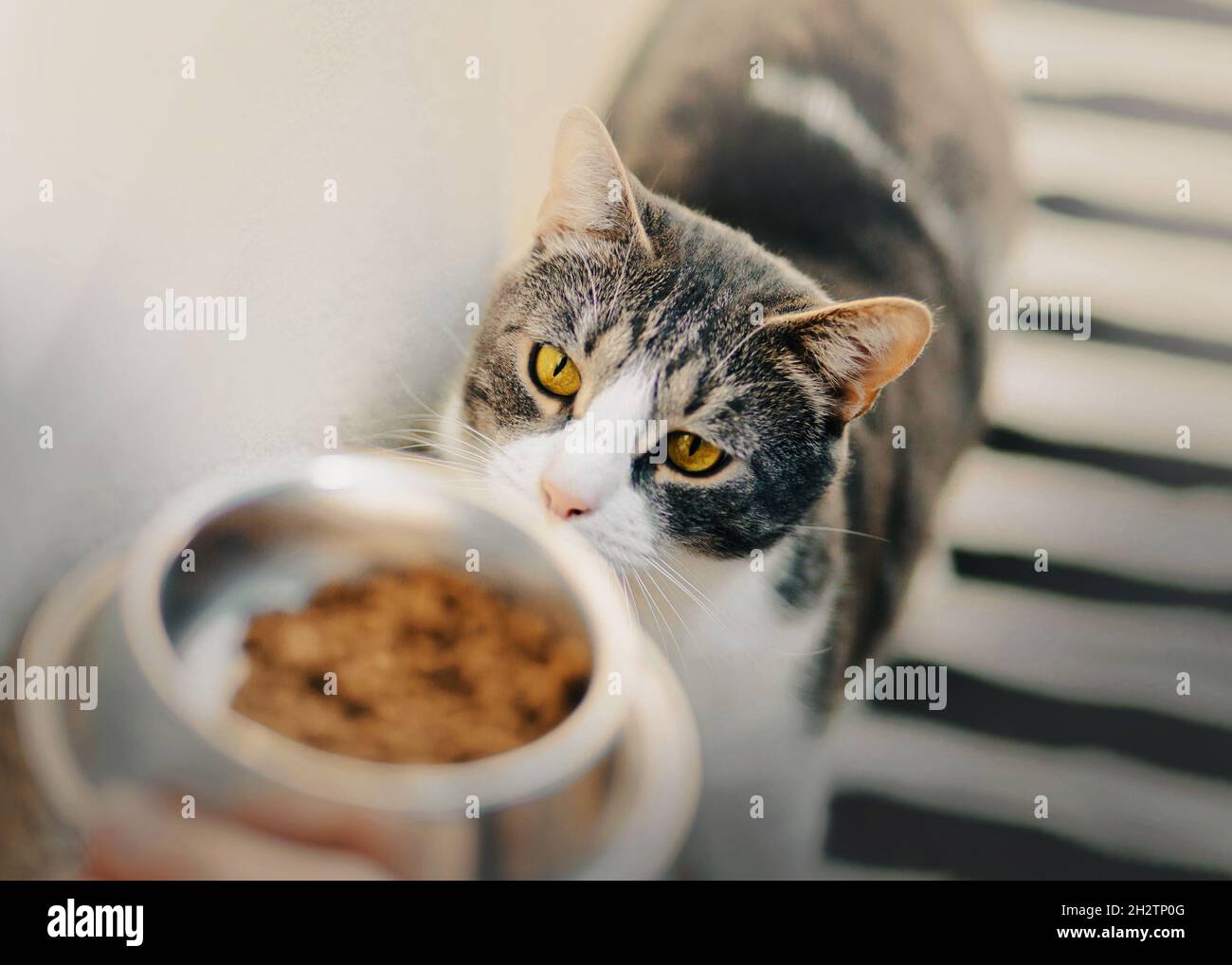 Eine niedliche gestreifte, hungrige Hauskatze mit gelben Augen schaut auf eine Schüssel mit Futter, die ihm der Besitzer gibt. Füttern eines Haustiers mit köstlichem Futter. Stockfoto