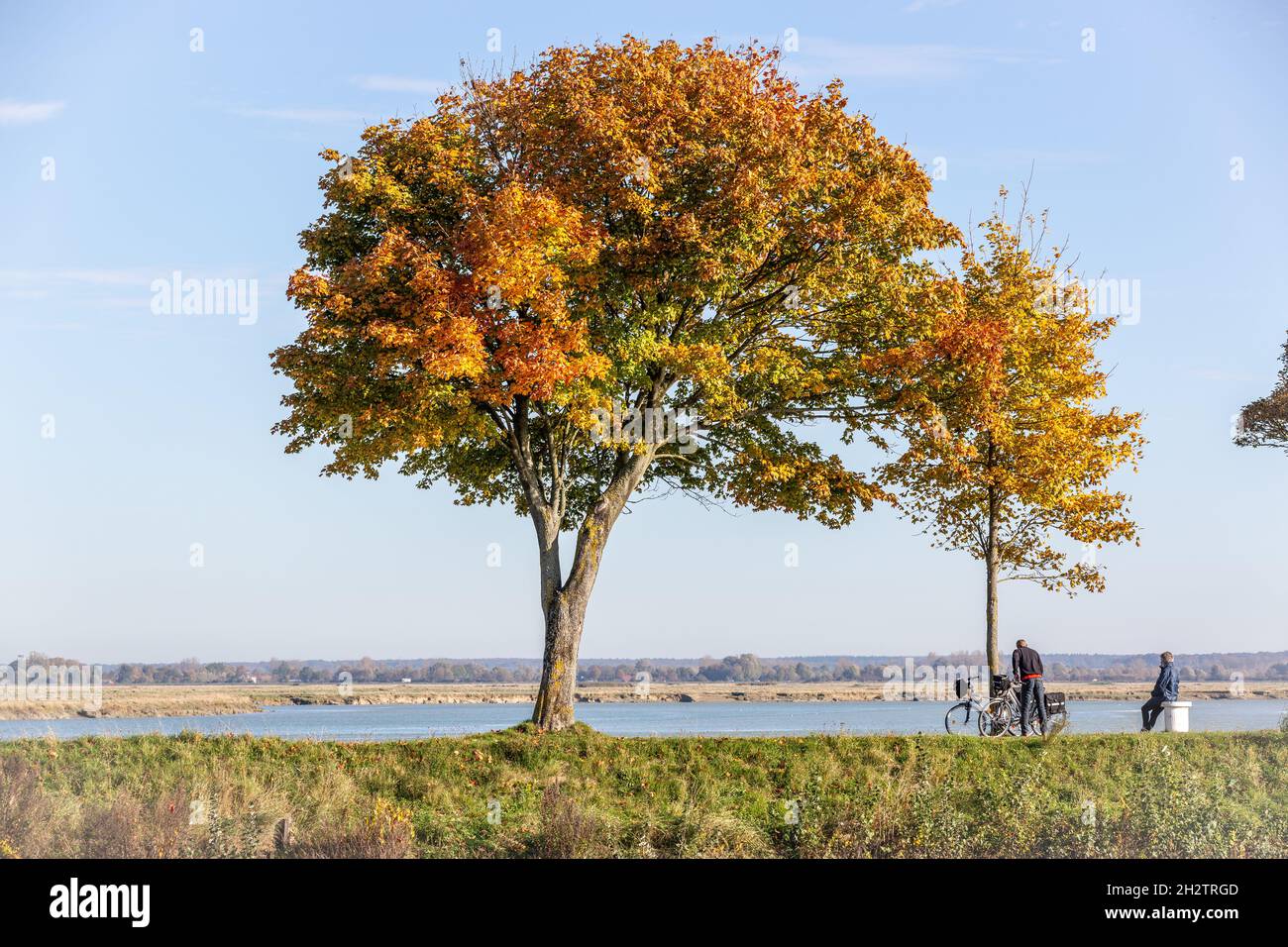 Einfarbler Baum mit Herbstlaub auf einem Deich entlang des Flusses Somme. Radfahrer. Saint-Valery, Frankreich Stockfoto