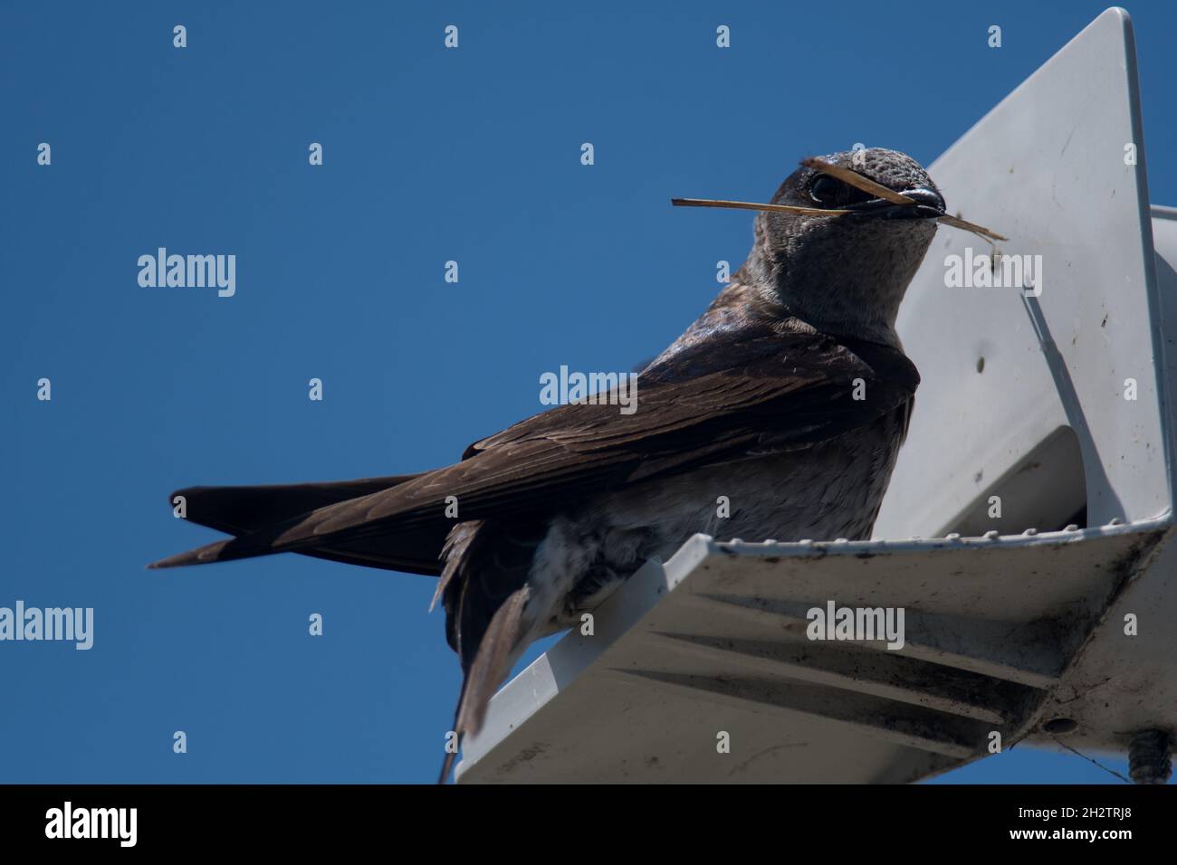 Lila Martin am Nest Stockfoto
