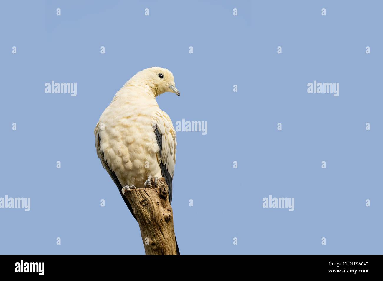 Die pied Imperial Pigeon thronte auf einem Baumstumpf vor blauem Himmel Hintergrund. Diese Taubenart gilt als Symbol für Frieden, Liebe und tra Stockfoto