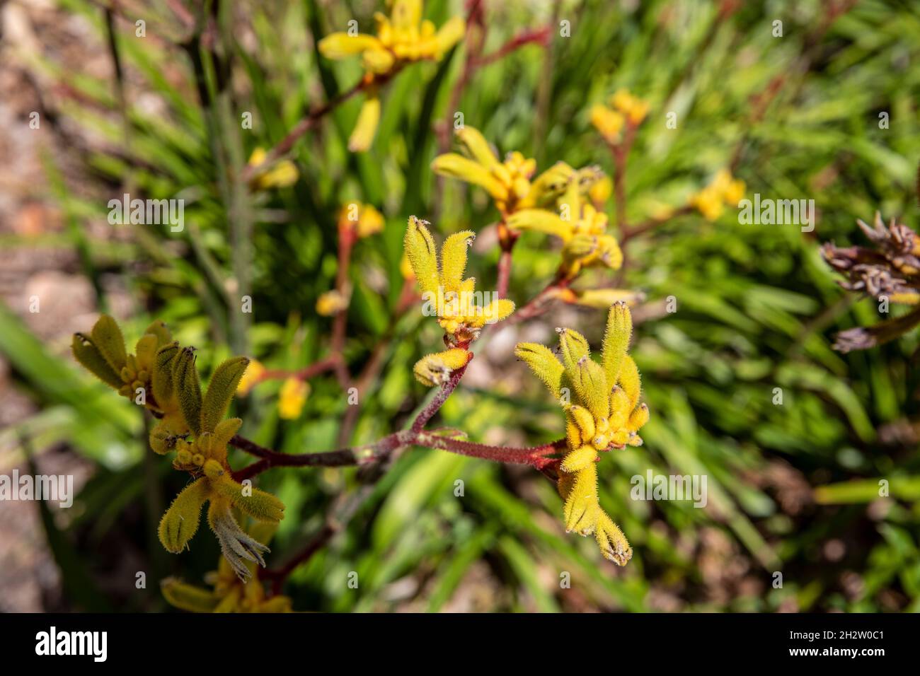 Haemodoraceae, blühende Kängurupfenpflanze. Die Pflanze stammt aus Western Australia, abgebildet in einem Sydney-Garten, NSW, Australien Stockfoto