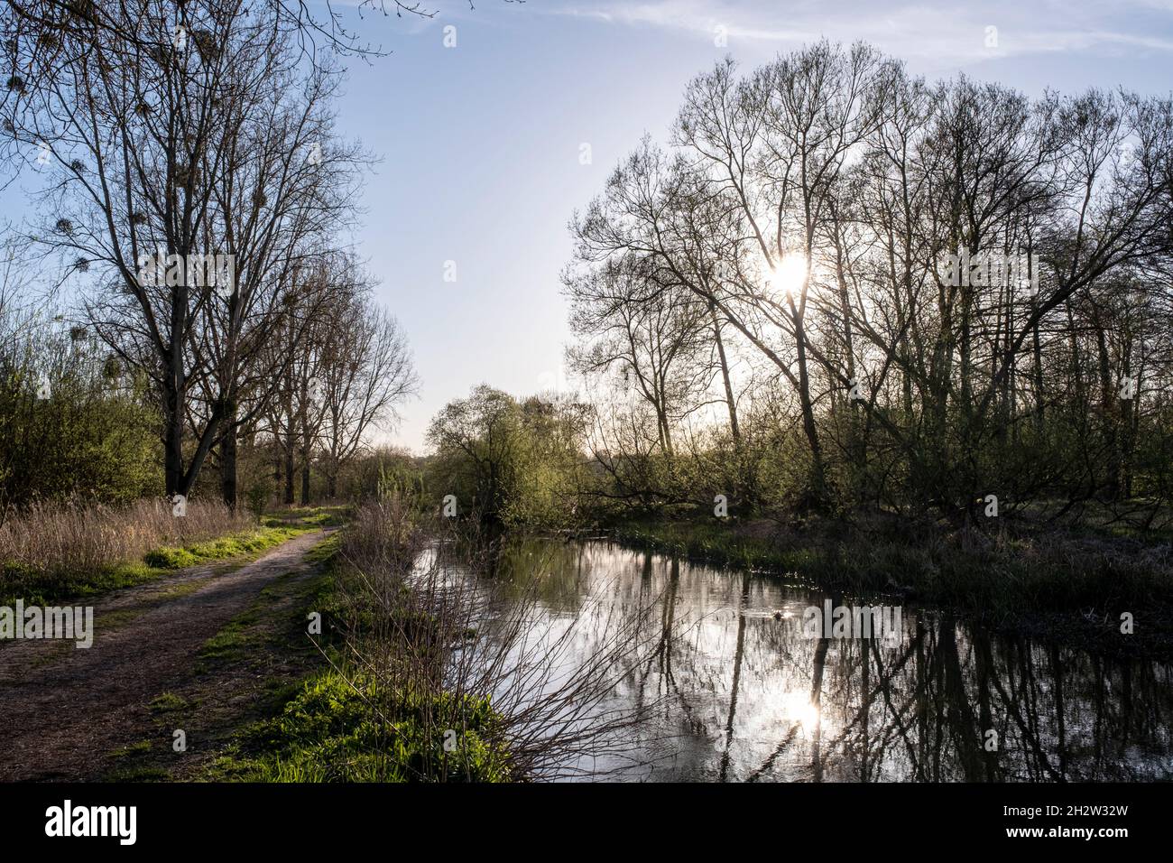 Winterliche Pappelbäume, die am Fluss wachsen Stockfoto