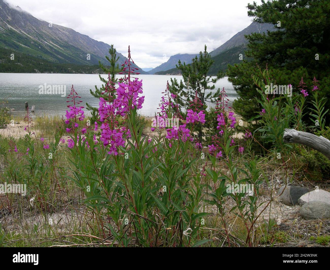 Blick auf Bennett Lake, Chilkoot Trail, Kanada, mit rosa Feuerweed-Blüten im Vordergrund Stockfoto