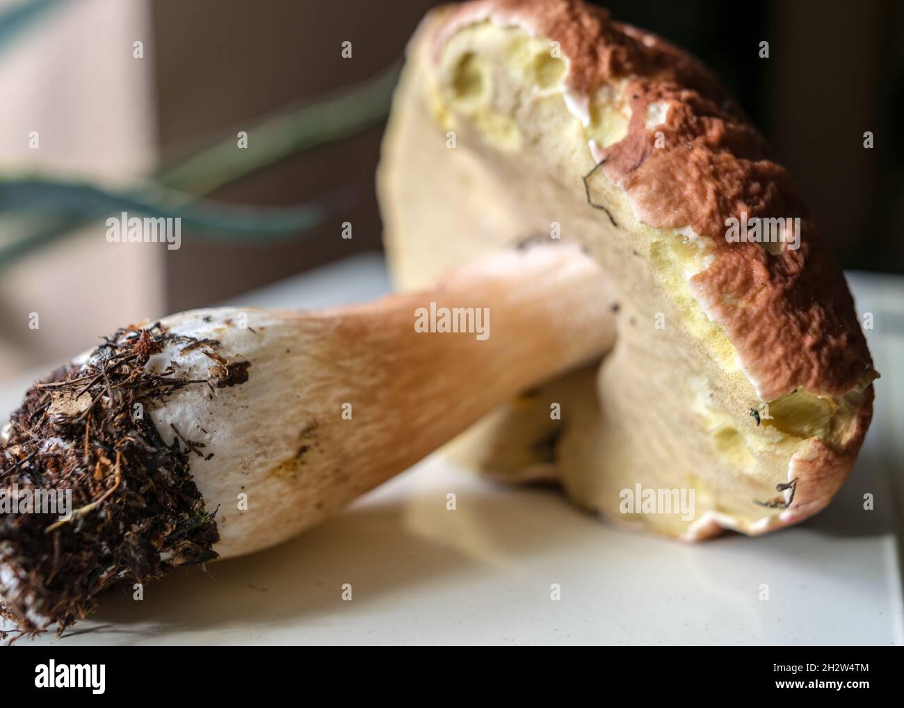 Bild mit Pilz-Nahaufnahme, verschwommener Hintergrund, Pilzstiel mit Wurzel, Herbstzeit Stockfoto