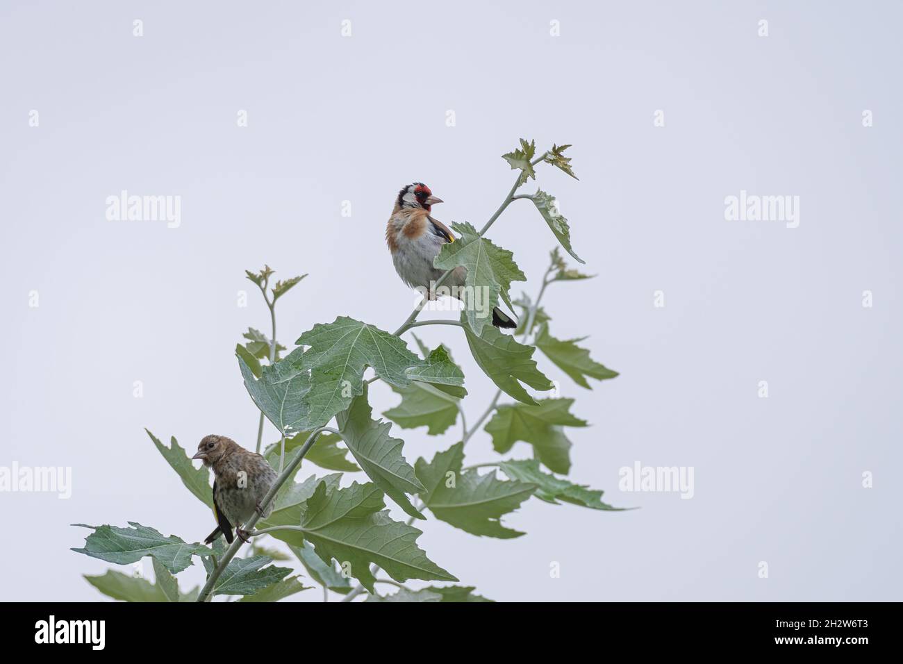 Erwachsener und jugendlicher europäischer Goldfink, Carduelis carduelis in einem Baum vor klarem Hintergrund in Großbritannien. Stockfoto