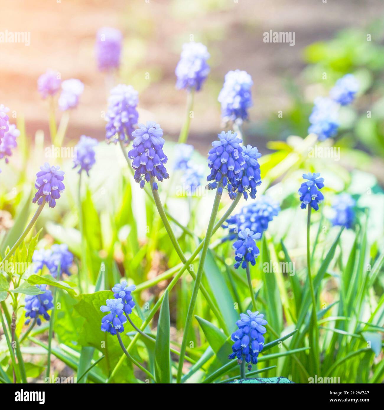 Schöne blaue Blüten von Muscari im Sonnenlicht. Viper Zwiebel oder Maus Hyazinthe. Selektiver Fokus Stockfoto