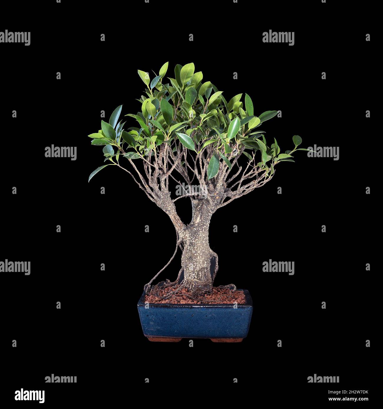 banyan Feigenbonsai über dunklem Hintergrund (Ficus microcarpa) Stockfoto