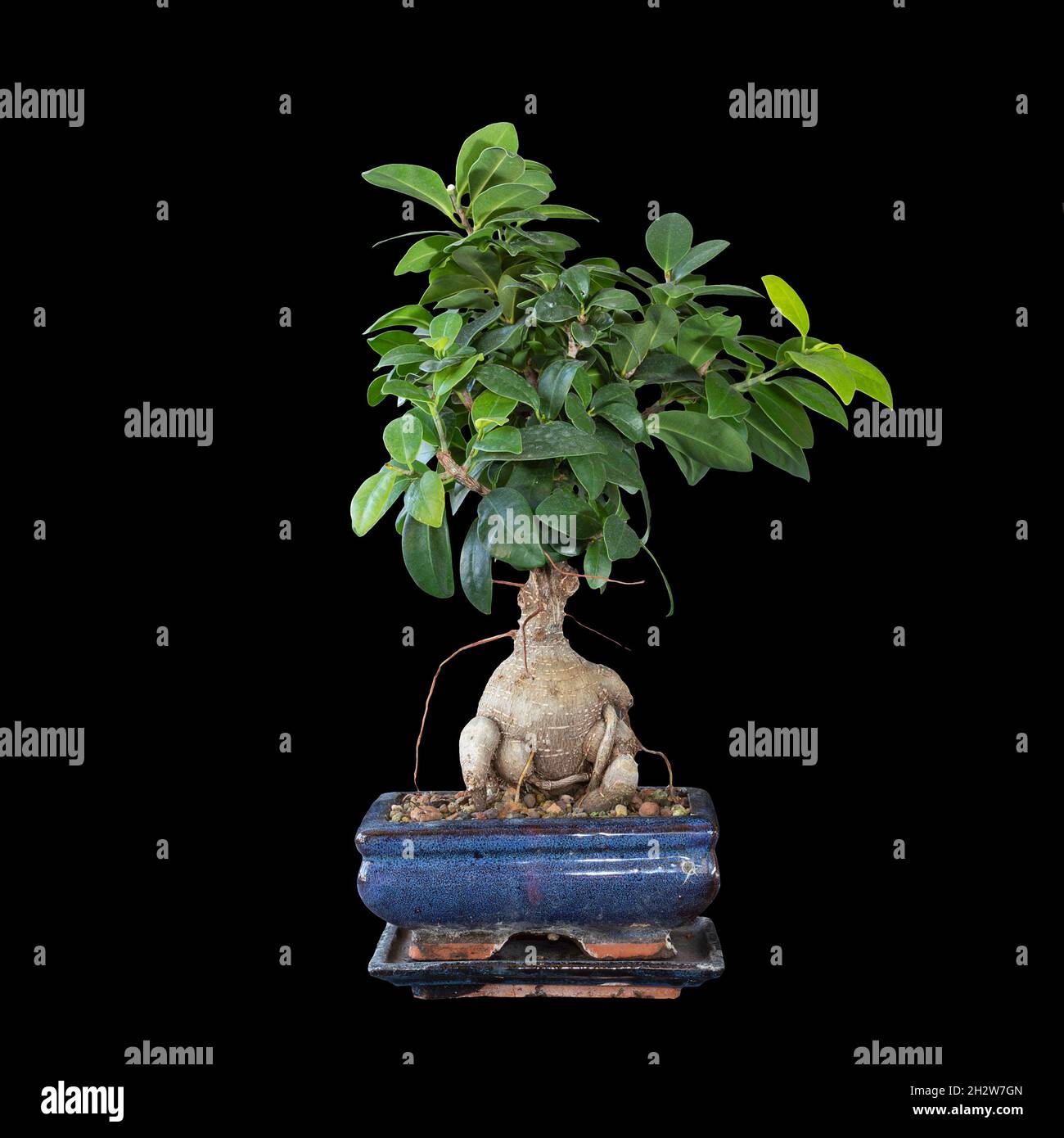 Isolierter Ficus Ginseng Bonsai über dunklem Hintergrund (Ficus microcarpa) Stockfoto