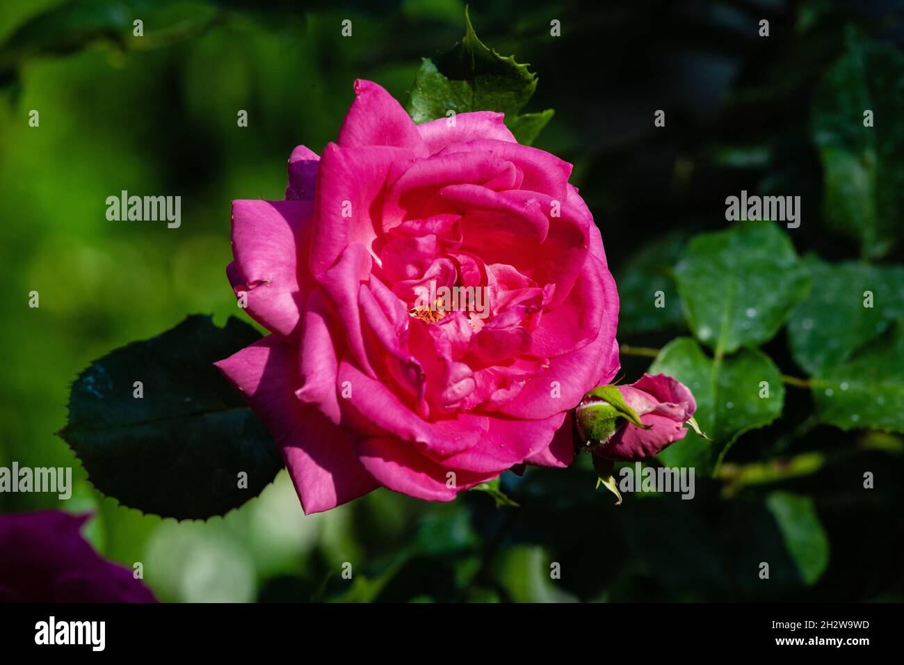 Rosenblüten und Knospen auf einem verschwommenen grünen hintergrundauf einem verschwommenen grünen Hintergrund Stockfoto