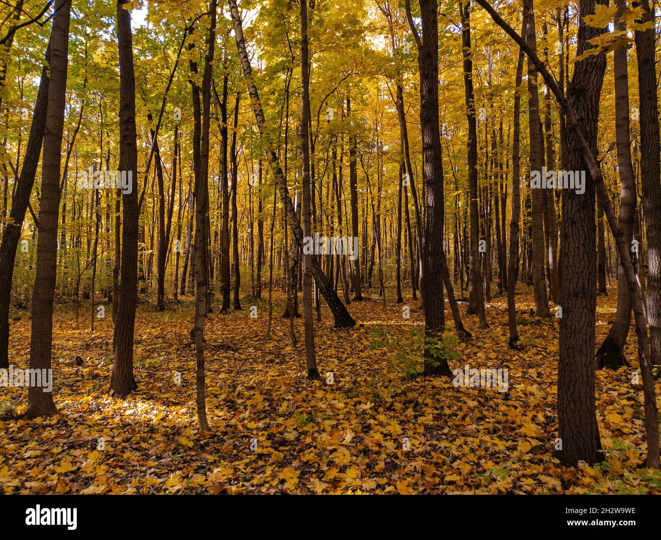 Farben für den Herbst Herbst Jahreszeit im Wald Stockfoto