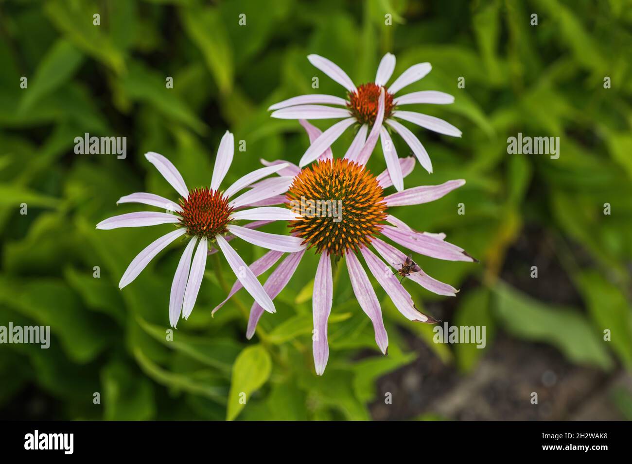 Blüten der Echinacea purpurea (L.) Moench, gebräuchliche Namen: ostlilafarbene oder Igelkonblume, blühende Pflanze in der Familie: Asterngewächse, Stockfoto