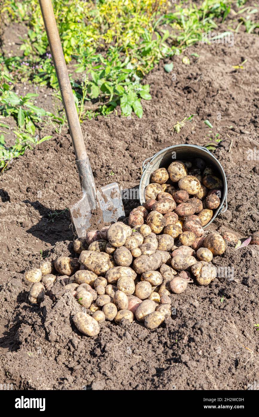 Frisch gegrabene Bio-Kartoffeln im Gemüsegarten. Kartoffelernte auf dem Feld. Ernte. Herbst Stockfoto