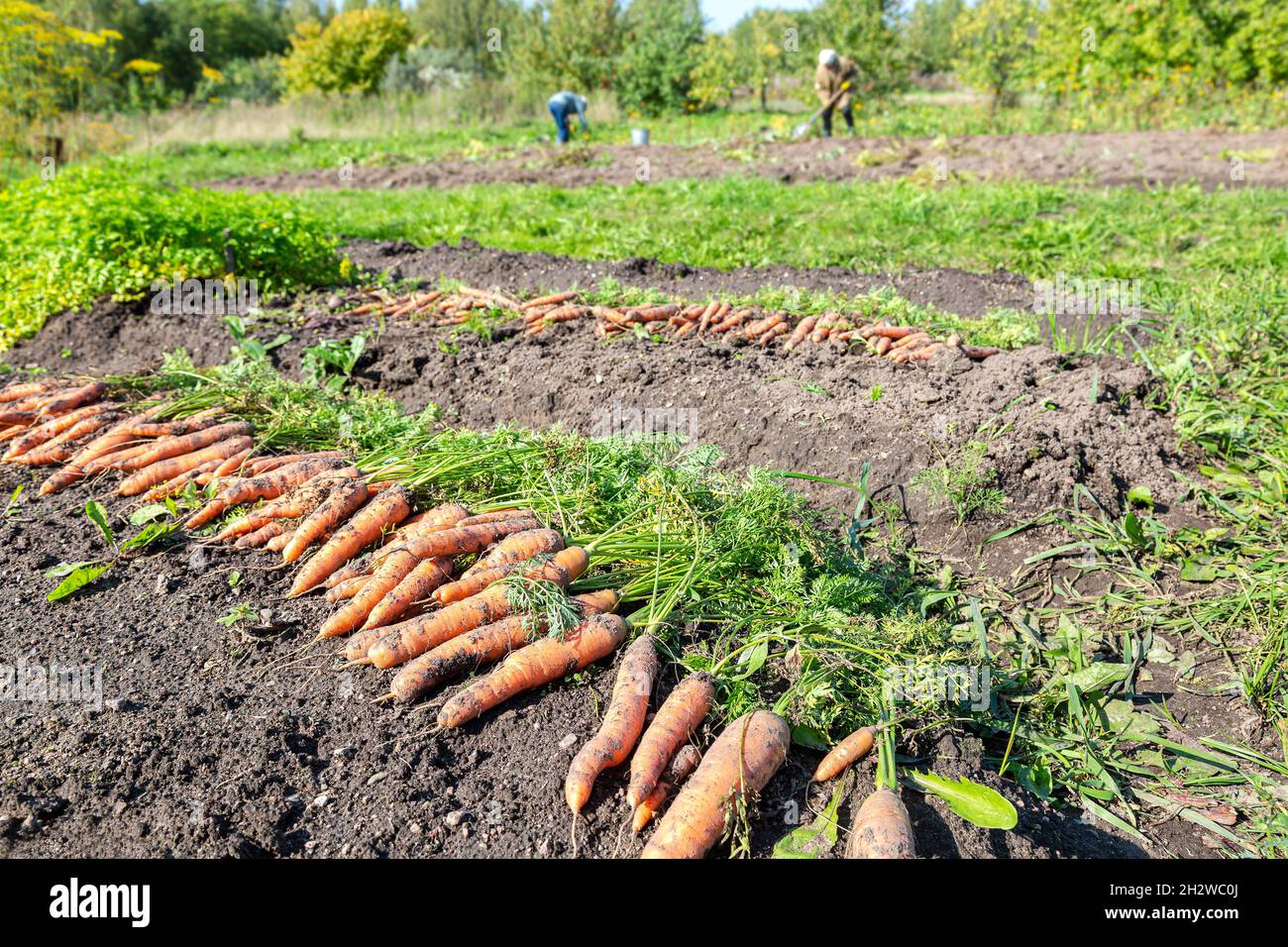 Frisch gegrabene Karotten mit Tops, die auf dem Gartenboden trocknen. Große Bio-saftige ungewaschene Karotten auf einem Feld auf dem Boden Stockfoto