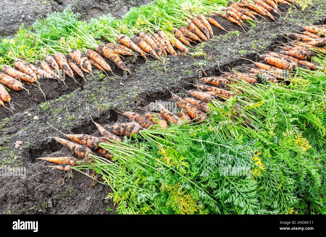Frisch gegrabene Karotten mit Tops, die auf dem Gartenboden trocknen. Große Bio-saftige ungewaschene Karotten auf einem Feld auf dem Boden in Nahaufnahme Stockfoto